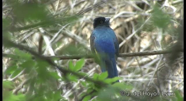 trogon žlutobřichý - ML201391941