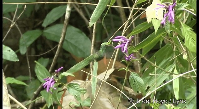 kolibřík Canivetův (ssp. canivetii) - ML201391981