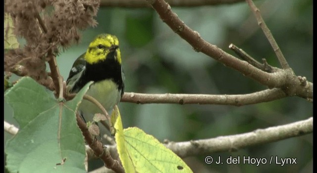 Black-throated Green Warbler - ML201391991