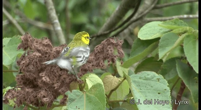 Grünmantel-Waldsänger - ML201392001