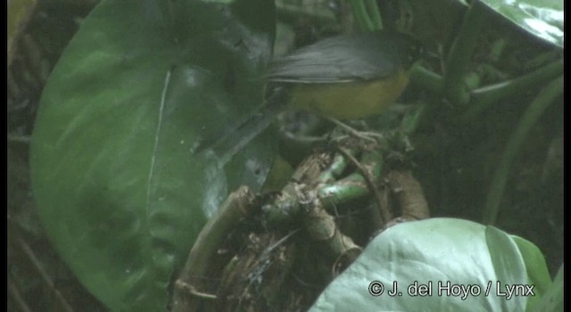 Fan-tailed Warbler - ML201392011