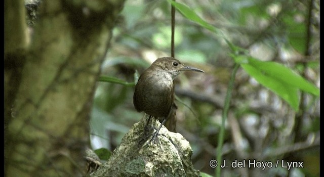 Nava's Wren - ML201392021