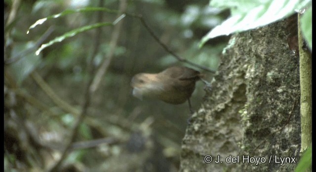 Nava's Wren - ML201392031