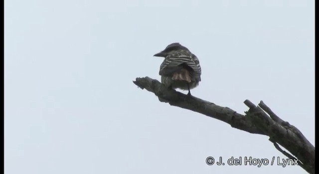 Sulphur-bellied Flycatcher - ML201392041