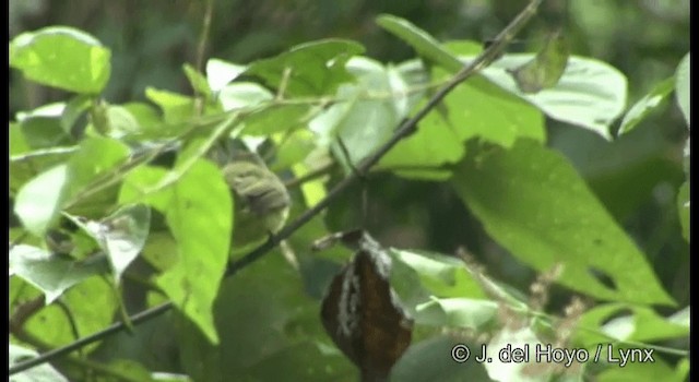 Greenish Elaenia (Greenish) - ML201392061