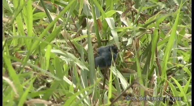 Indigo Bunting - ML201392081