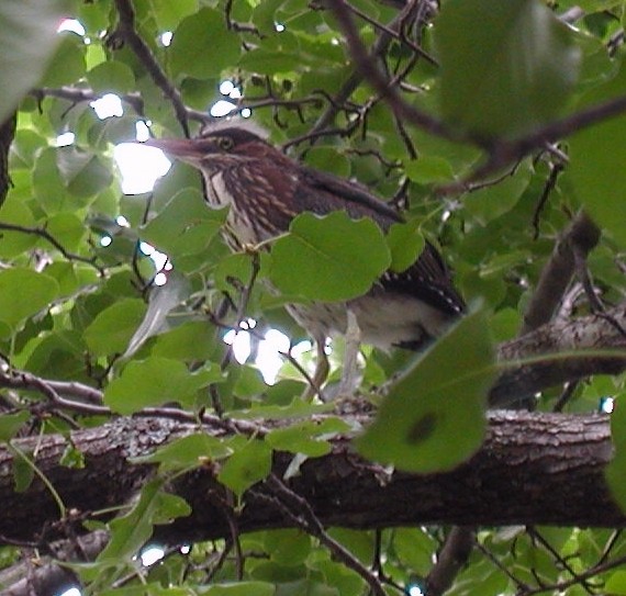 Green Heron - Dan Scheiman