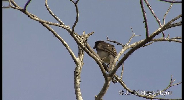 Brown Jay - ML201392111