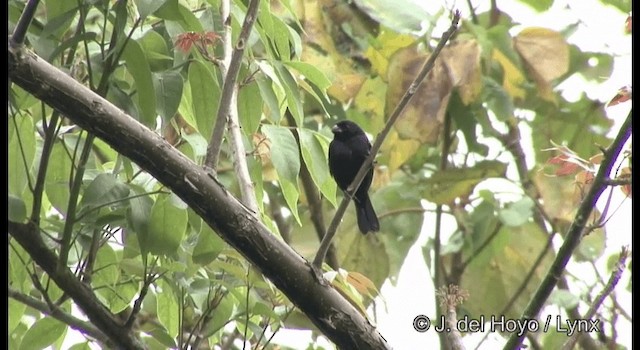 Variable Seedeater (Black) - ML201392131