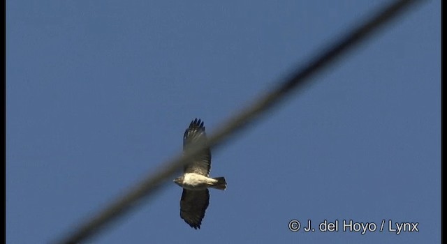Red-tailed Hawk (kemsiesi/hadropus) - ML201392211
