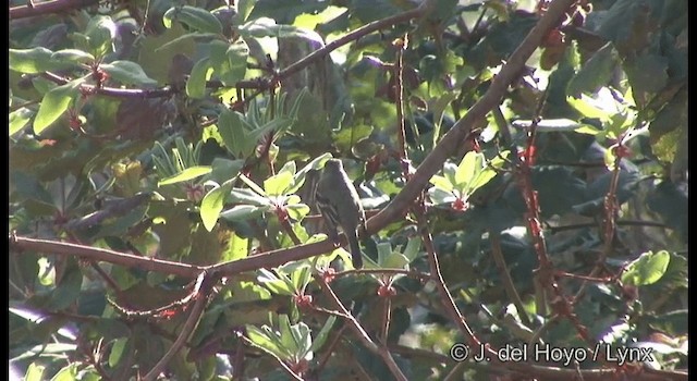 Hammond's Flycatcher - ML201392231