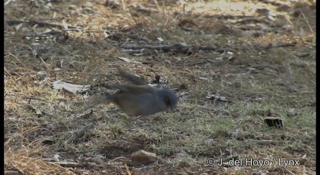 Yellow-eyed Junco (Chiapas) - ML201392261