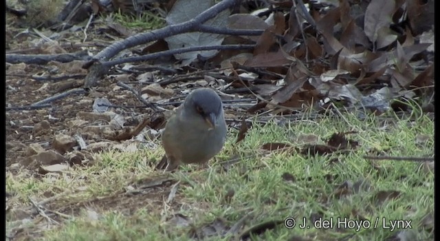 guløyejunko (fulvescens) - ML201392271