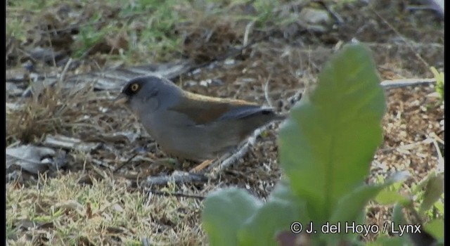 guløyejunko (fulvescens) - ML201392281