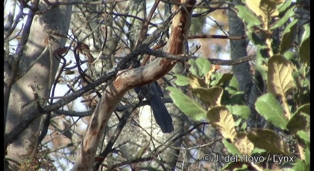 Blue-and-white Mockingbird - ML201392291