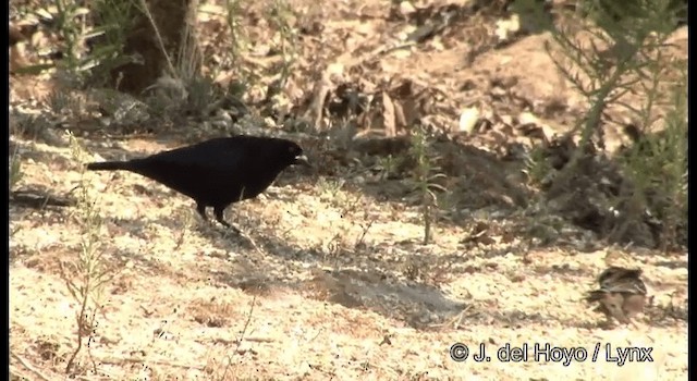 Bronzed Cowbird (Bronzed) - ML201392301