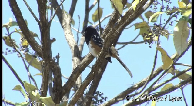 Toquí Moteado (grupo maculatus) - ML201392311