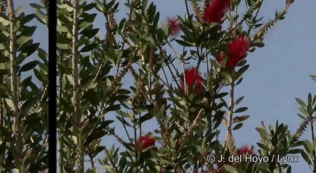 Ariane à couronne azur (cyanocephala) - ML201392421