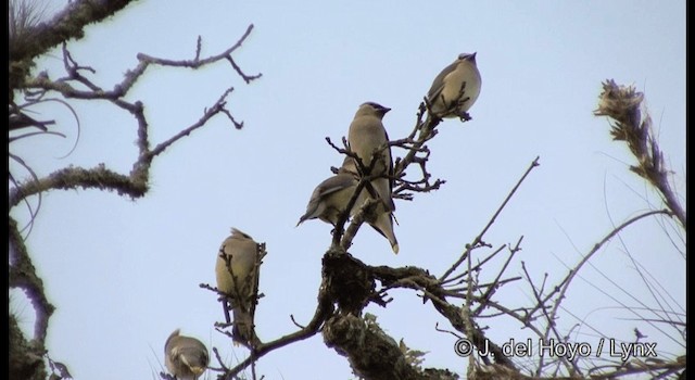 Cedar Waxwing - ML201392441