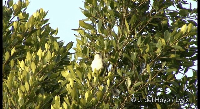 Tropical Mockingbird (Mayan) - ML201392471