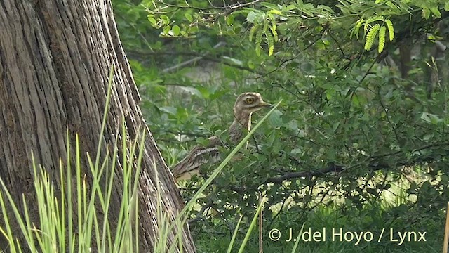 Indian Thick-knee - ML201392551