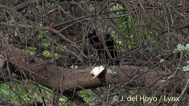 House Crow - ML201392651