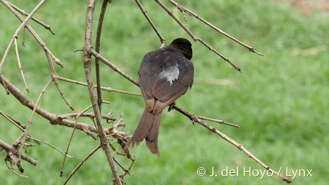 Black Drongo - ML201392751