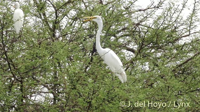 Great Egret - ML201392801