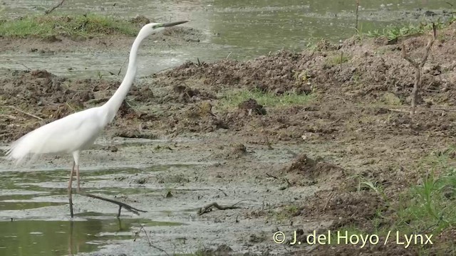 大白鷺 - ML201392821