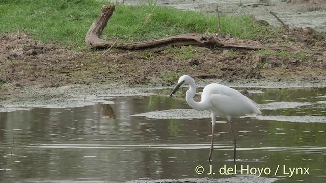 大白鷺 - ML201392831