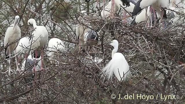 Great Egret - ML201392841