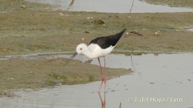 Black-winged Stilt - ML201392981