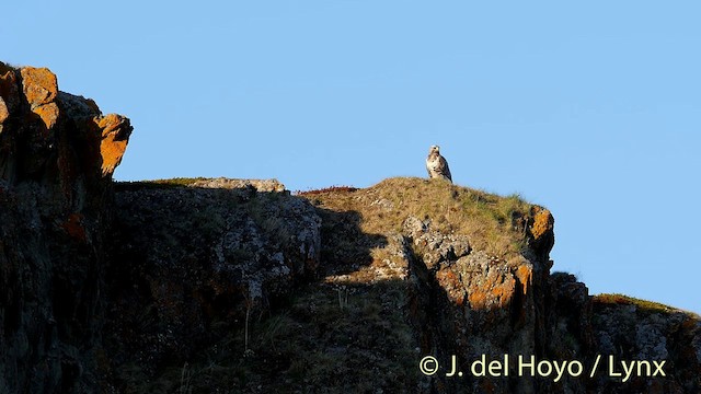 Rough-legged Hawk - ML201393171