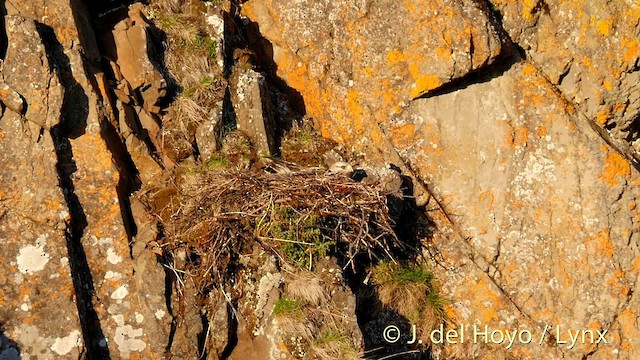 Rough-legged Hawk - ML201393181