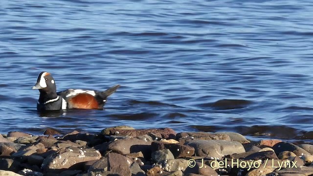 Harlequin Duck - ML201393231