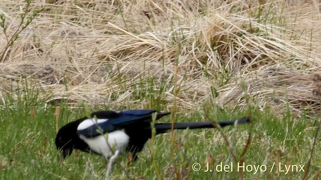 melanotan 1 peptide Eurasian Magpie | Birds Wiki main image 1