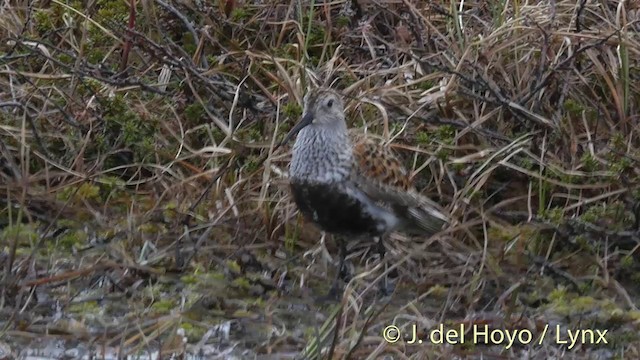 Dunlin (alpina/centralis/centralis) - ML201393271