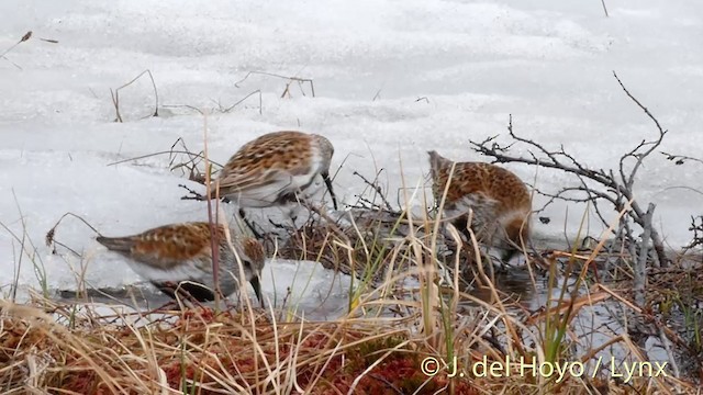 Dunlin (alpina/centralis/centralis) - ML201393291