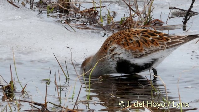 Dunlin (alpina/centralis/centralis) - ML201393301