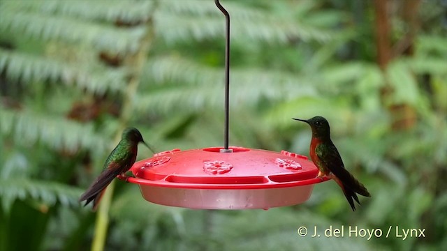 Chestnut-breasted Coronet - ML201393451