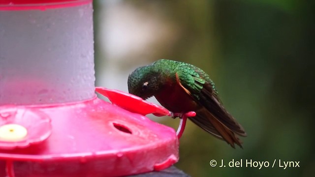 Chestnut-breasted Coronet - ML201393461