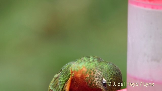 Chestnut-breasted Coronet - ML201393571