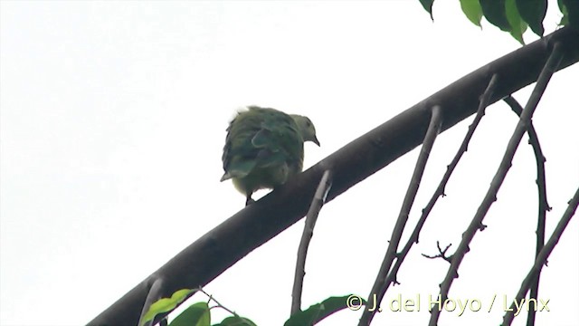 White-capped Fruit-Dove - ML201393671