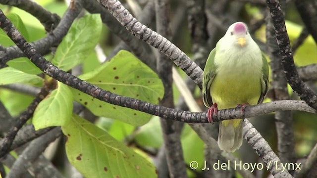 Atoll Fruit-Dove - ML201393711