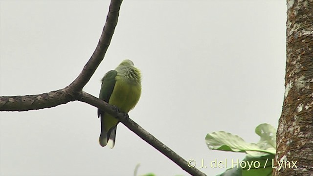 Tilopo de Tahití (chrysogaster) - ML201393781