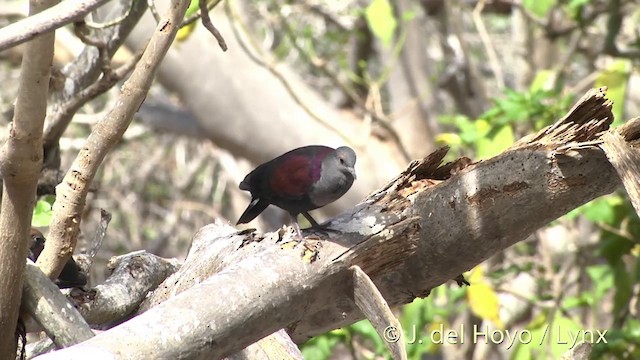 Marquesas Ground Dove - ML201393831