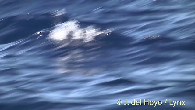 Bulwer's Petrel - ML201393881