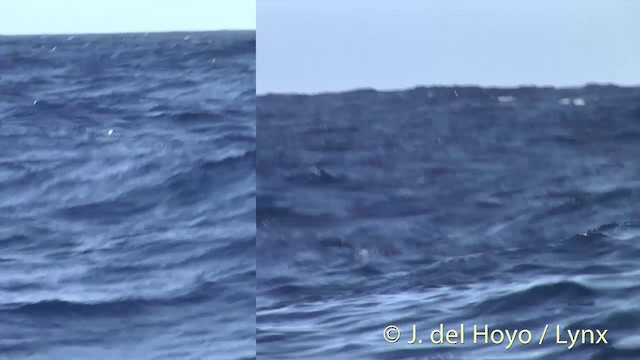 Bulwer's Petrel - ML201393891