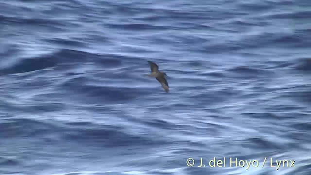 Bulwer's Petrel - ML201393901