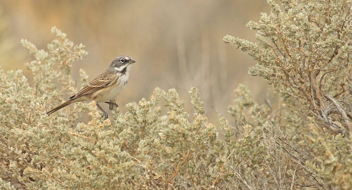 Bell's Sparrow (canescens) - Ryan Schain